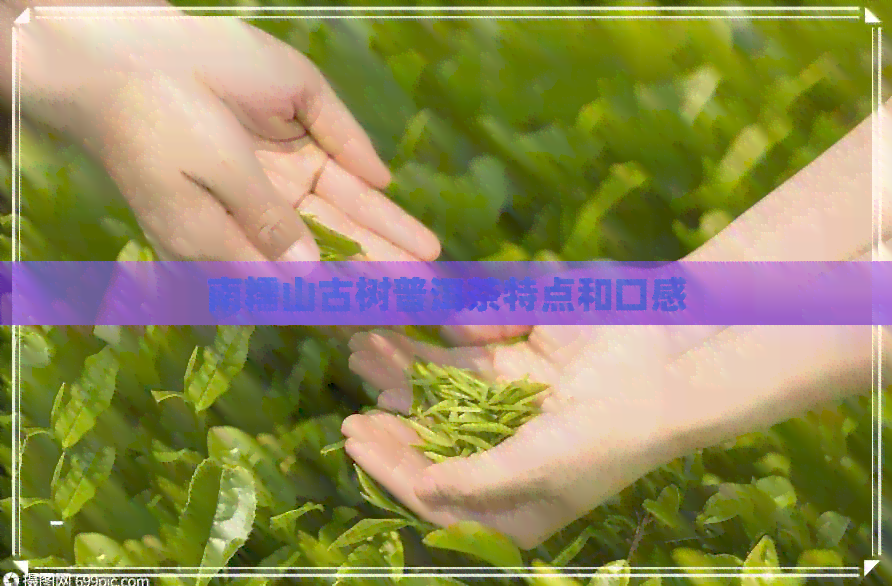 南糯山古树普洱茶特点和口感