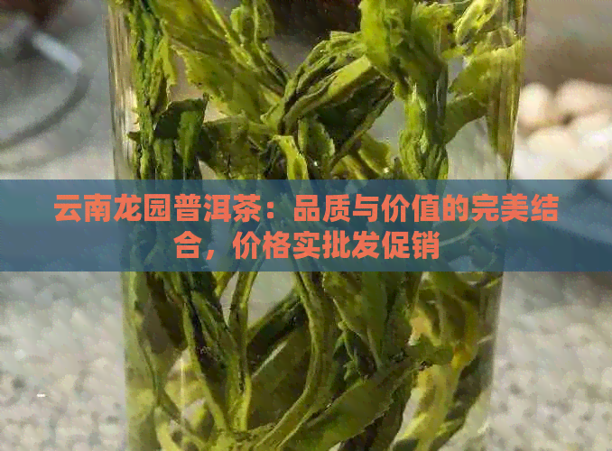 云南龙园普洱茶：品质与价值的完美结合，价格实批发促销