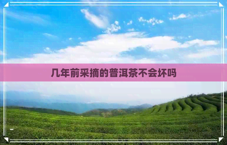 几年前采摘的普洱茶不会坏吗