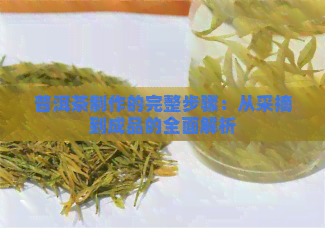 普洱茶制作的完整步骤：从采摘到成品的全面解析