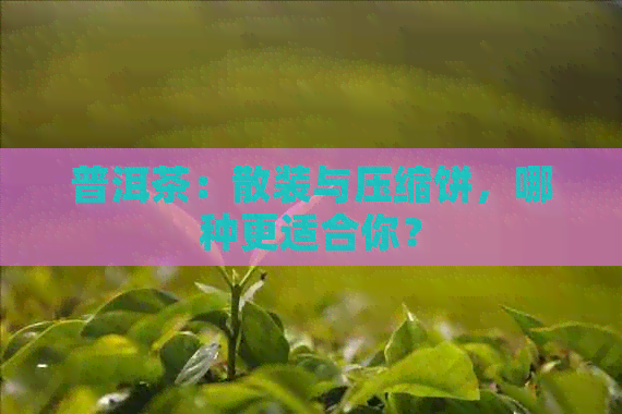 普洱茶：散装与压缩饼，哪种更适合你？