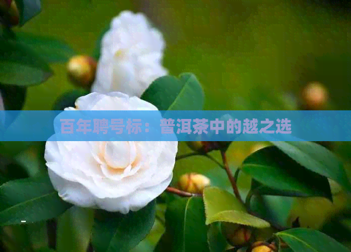 百年聘号标：普洱茶中的越之选