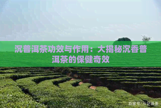 沉普洱茶功效与作用：大揭秘沉香普洱茶的保健奇效