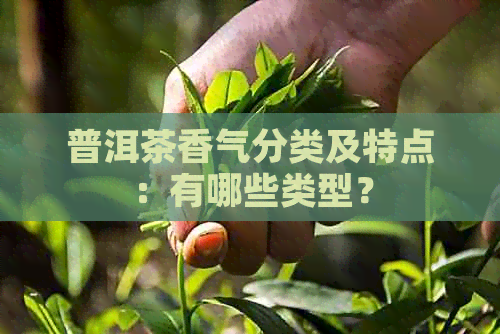 普洱茶香气分类及特点：有哪些类型？