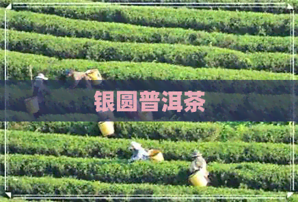 银圆普洱茶