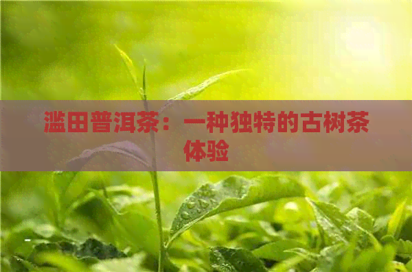 滥田普洱茶：一种独特的古树茶体验