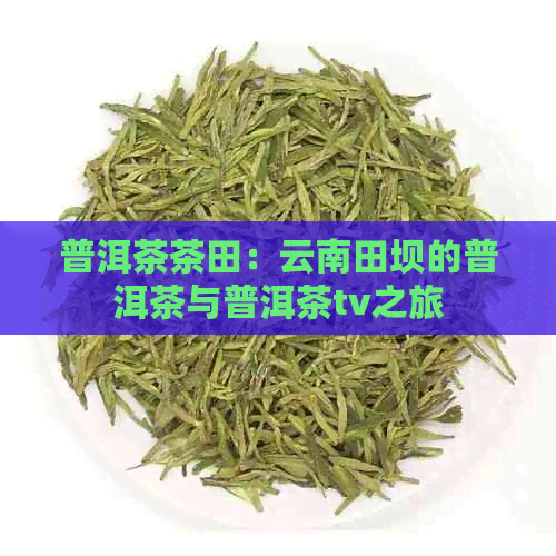 普洱茶茶田：云南田坝的普洱茶与普洱茶tv之旅