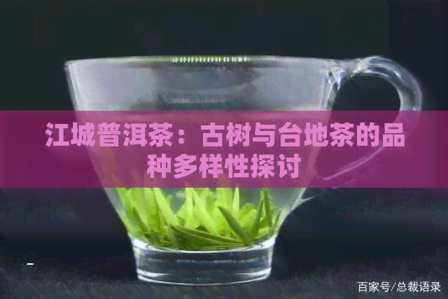 江城普洱茶：古树与台地茶的品种多样性探讨