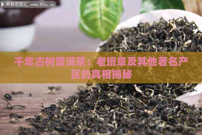 千年古树普洱茶：老班章及其他著名产区的真相揭秘