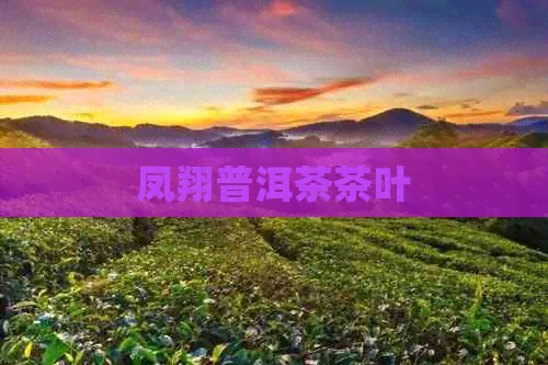 凤翔普洱茶茶叶