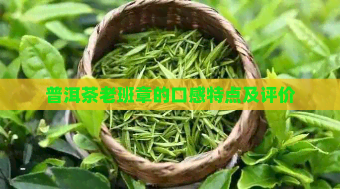 普洱茶老班章的口感特点及评价