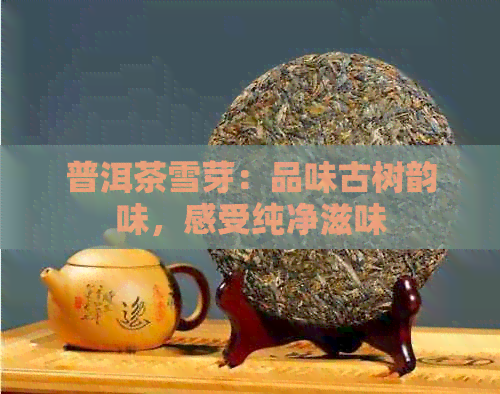 普洱茶雪芽：品味古树韵味，感受纯净滋味