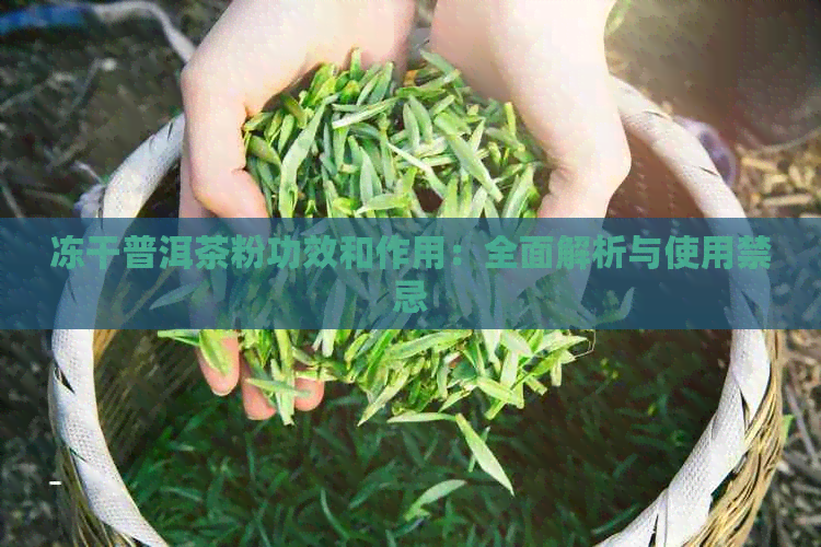 冻干普洱茶粉功效和作用：全面解析与使用禁忌