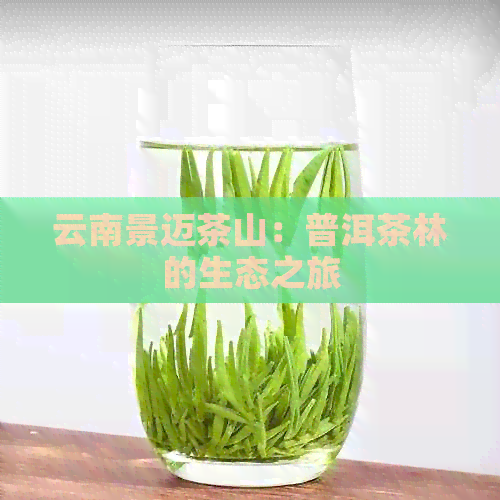 云南景迈茶山：普洱茶林的生态之旅