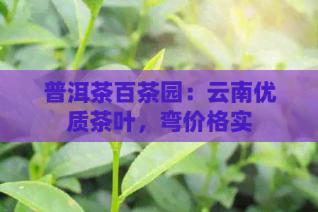 普洱茶百茶园：云南优质茶叶，弯价格实