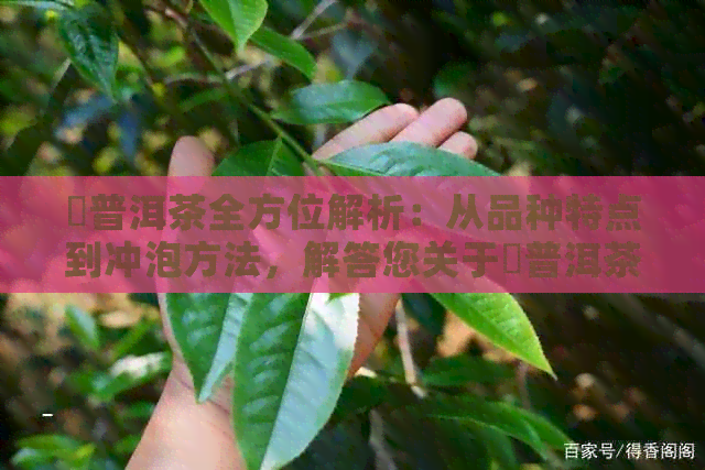 玥普洱茶全方位解析：从品种特点到冲泡方法，解答您关于玥普洱茶的所有疑问