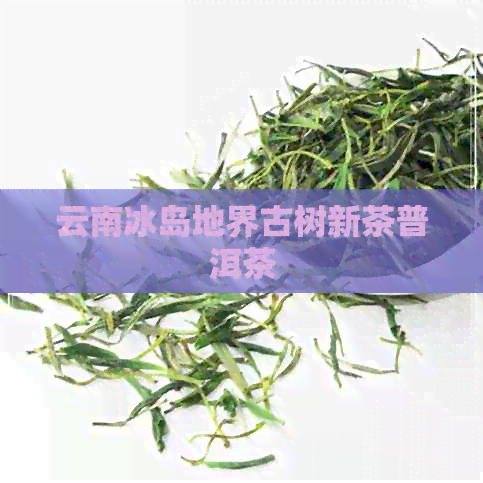 云南冰岛地界古树新茶普洱茶