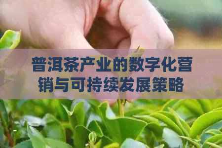 普洱茶产业的数字化营销与可持续发展策略