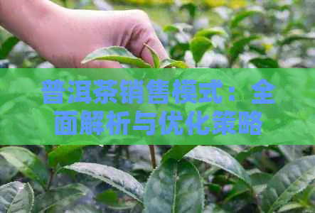 普洱茶销售模式：全面解析与优化策略