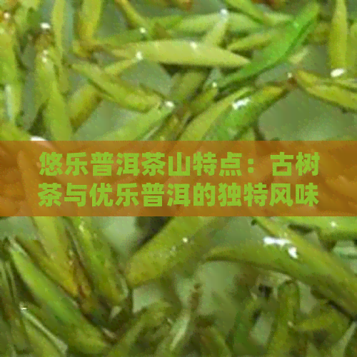 悠乐普洱茶山特点：古树茶与优乐普洱的独特风味