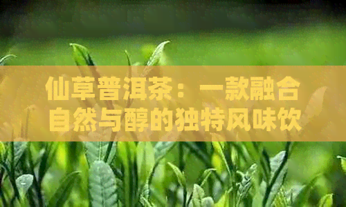 仙草普洱茶：一款融合自然与醇的独特风味饮品