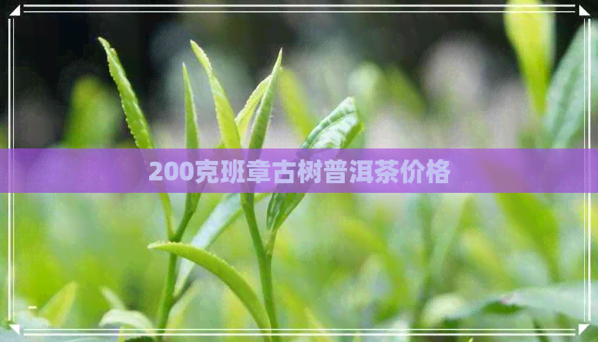 200克班章古树普洱茶价格