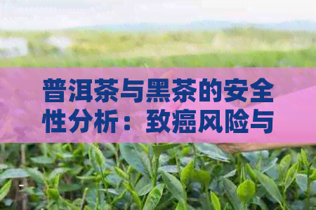 普洱茶与黑茶的安全性分析：致癌风险与实际健效果