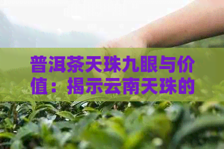 普洱茶天珠九眼与价值：揭示云南天珠的真实价钱与潜在骗局