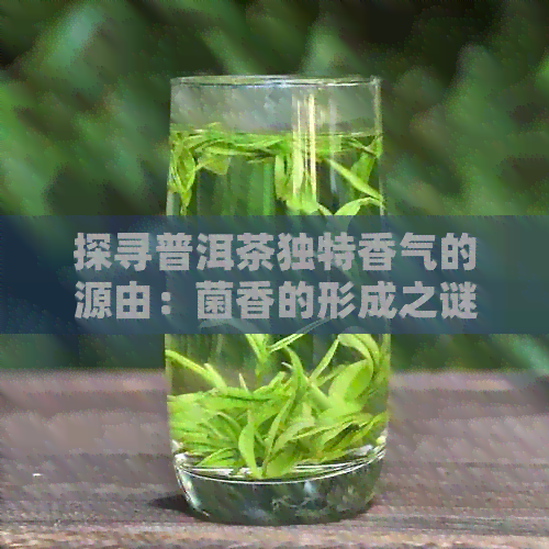 探寻普洱茶独特香气的源由：菌香的形成之谜