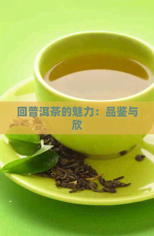 回普洱茶的魅力：品鉴与欣