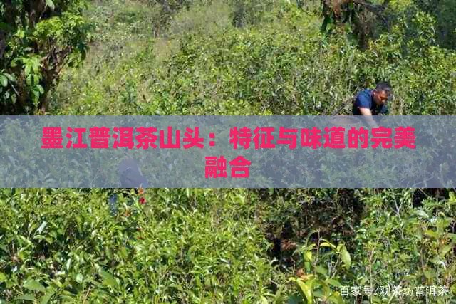 墨江普洱茶山头：特征与味道的完美融合