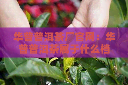 华普普洱茶厂官网：华普普洱茶属于什么档次？