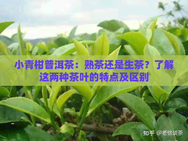 小青柑普洱茶：熟茶还是生茶？了解这两种茶叶的特点及区别