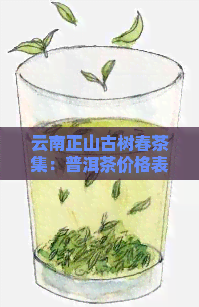 云南正山古树春茶集：普洱茶价格表