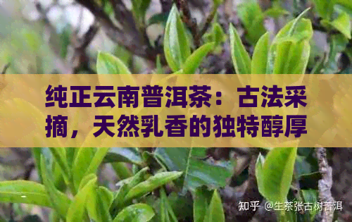 纯正云南普洱茶：古法采摘，天然乳香的独特醇厚滋味