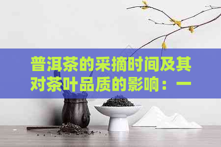 普洱茶的采摘时间及其对茶叶品质的影响：一篇全面的指南