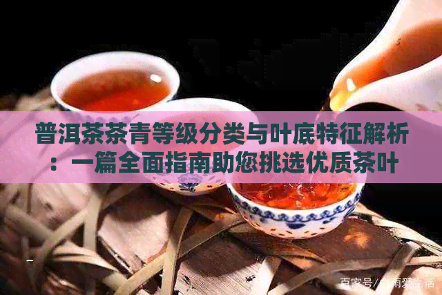 普洱茶茶青等级分类与叶底特征解析：一篇全面指南助您挑选优质茶叶