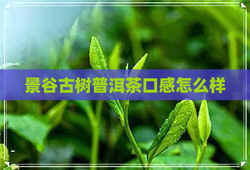 景谷古树普洱茶口感怎么样