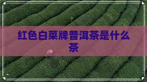 红色白菜牌普洱茶是什么茶