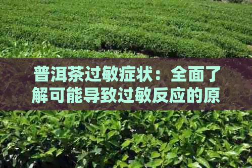 普洱茶过敏症状：全面了解可能导致过敏反应的原因及应对方法