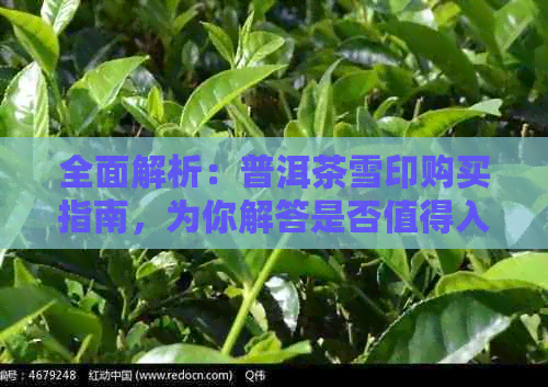 全面解析：普洱茶雪印购买指南，为你解答是否值得入手的疑虑！