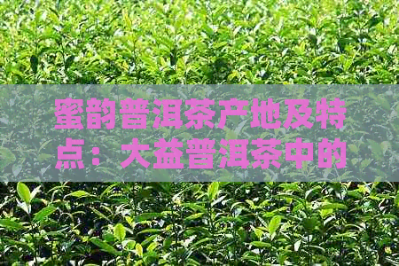 蜜韵普洱茶产地及特点：大益普洱茶中的蜜香韵，探寻产地奥秘