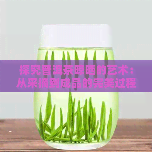 探究普洱茶晾晒的艺术：从采摘到成品的完美过程