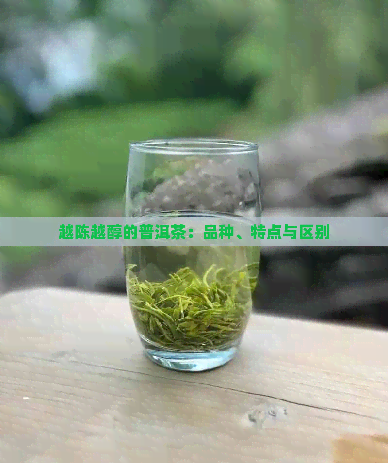 越陈越醇的普洱茶：品种、特点与区别