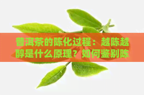 普洱茶的陈化过程：越陈越醇是什么原理？如何鉴别陈年普洱茶的品质？