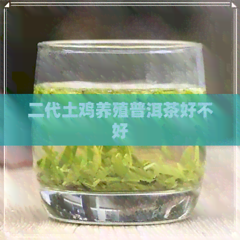 二代土鸡养殖普洱茶好不好