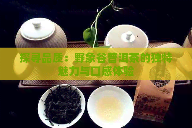 探寻品质：野象谷普洱茶的独特魅力与口感体验