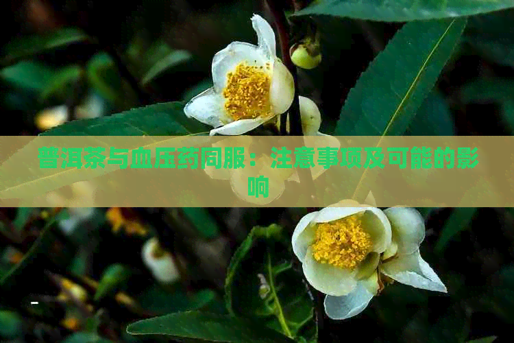 普洱茶与血压药同服：注意事项及可能的影响