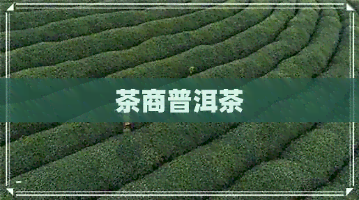 茶商普洱茶