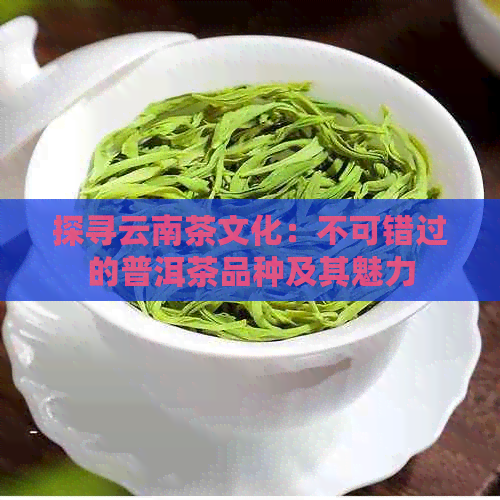 探寻云南茶文化：不可错过的普洱茶品种及其魅力